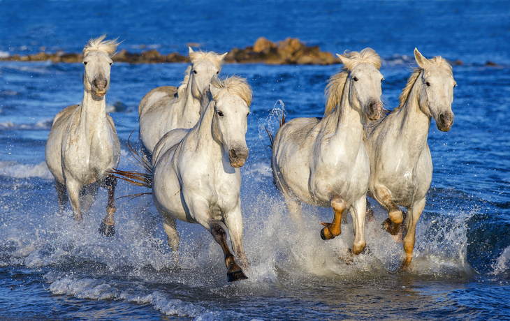 Weiße Pferde galoppieren durch flaches Wasser am Meer.