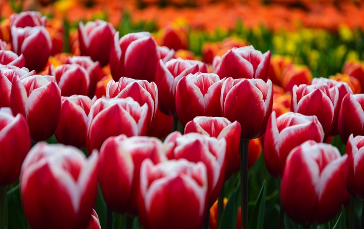 Rote und weiße Tulpen im Keukenhof-Park in den Niederlanden.