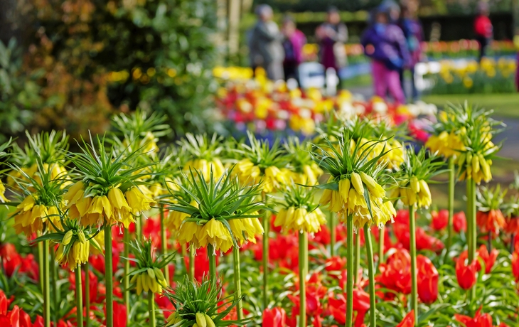 Gelbe und rote Tulpen im Keukenhof-Park, Niederlande.