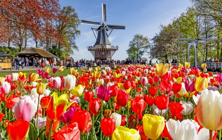 Bunte Tulpen im Keukenhof-Park, Holland, mit Windmühle im Hintergrund.