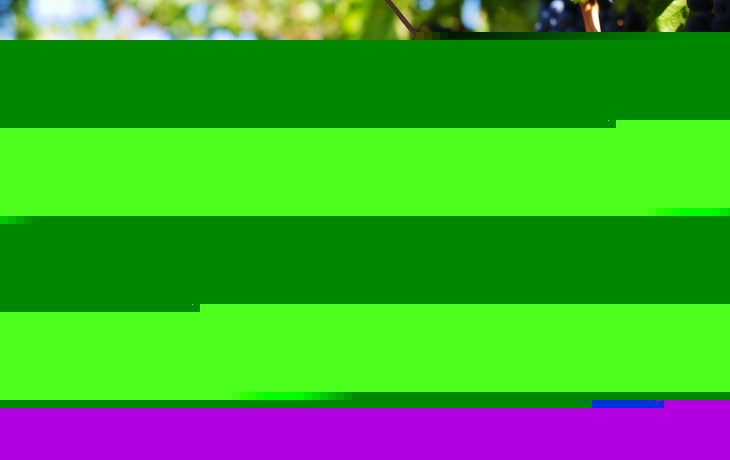 Weinreben mit reifen, violetten Trauben in der Sonne.
