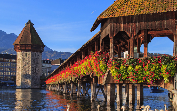 Kapellbrücke in Luzern mit Blick auf die Alpen und Schwäne im Wasser der Reuss.