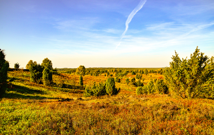Eine weite, offene Landschaft mit vereinzelten Bäumen und Sträuchern unter einem blauen Himmel.