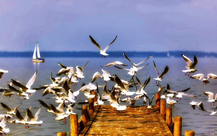 Möwen fliegen über einen Steg, im Hintergrund ein Segelboot.