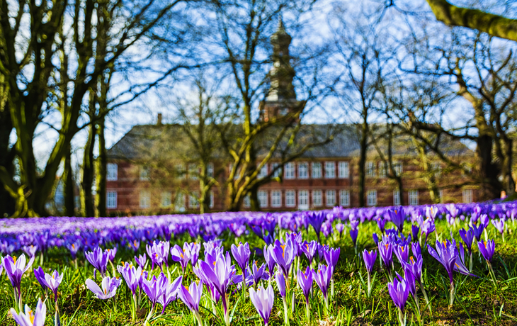 Lila Krokusse blühen im Vordergrund vor einem historischen Gebäude im Frühling.