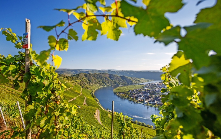 Weinberg mit Blick auf einen Fluss und eine Stadt im Hintergrund.