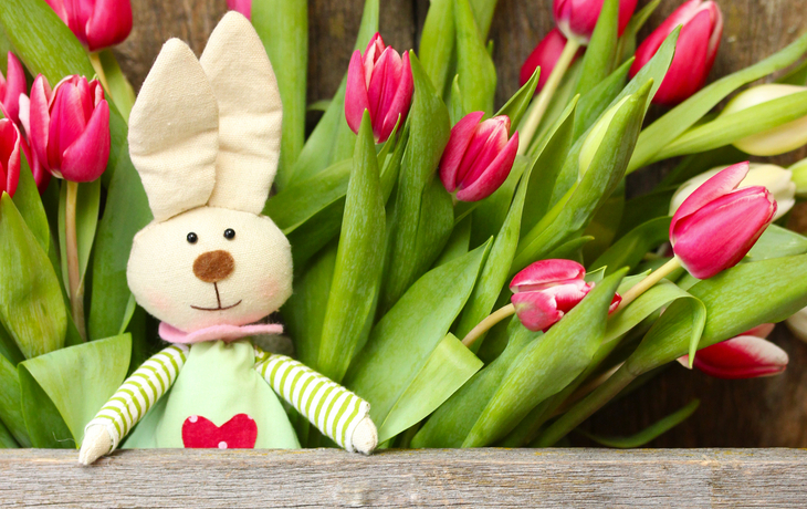 Osterhase vor Tulpen auf Holzhintergrund, Frühlingsstimmung.
