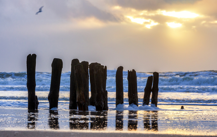 Historische Holzpfähle im Meer bei Sonnenaufgang, Möwe fliegt am Himmel.