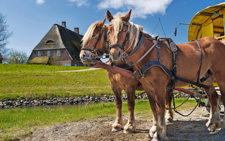 Zwei Pferde vor einem Kutschwagen auf einem ländlichen Hof mit Reetdachhaus.