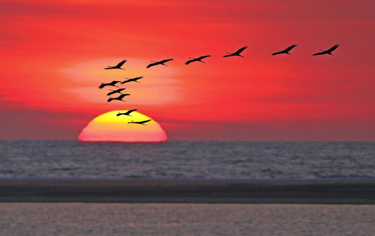 Kraniche fliegen vor Sonnenuntergang im Nationalpark Müritz.