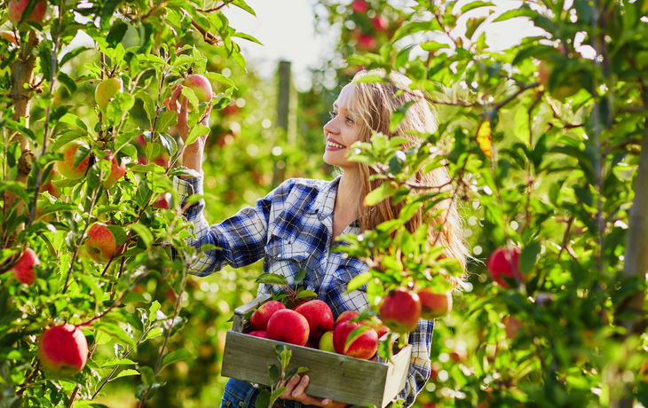 Frau pflückt Äpfel im Obstgarten und lächelt dabei.